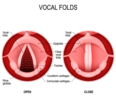 Throat Swallowing Voice Disorders Annapolis ENT Surgical Center